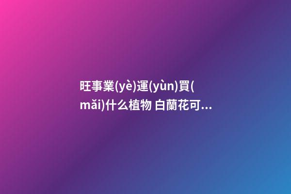 旺事業(yè)運(yùn)買(mǎi)什么植物 白蘭花可提神醒腦